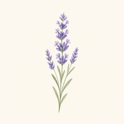 Lavendel